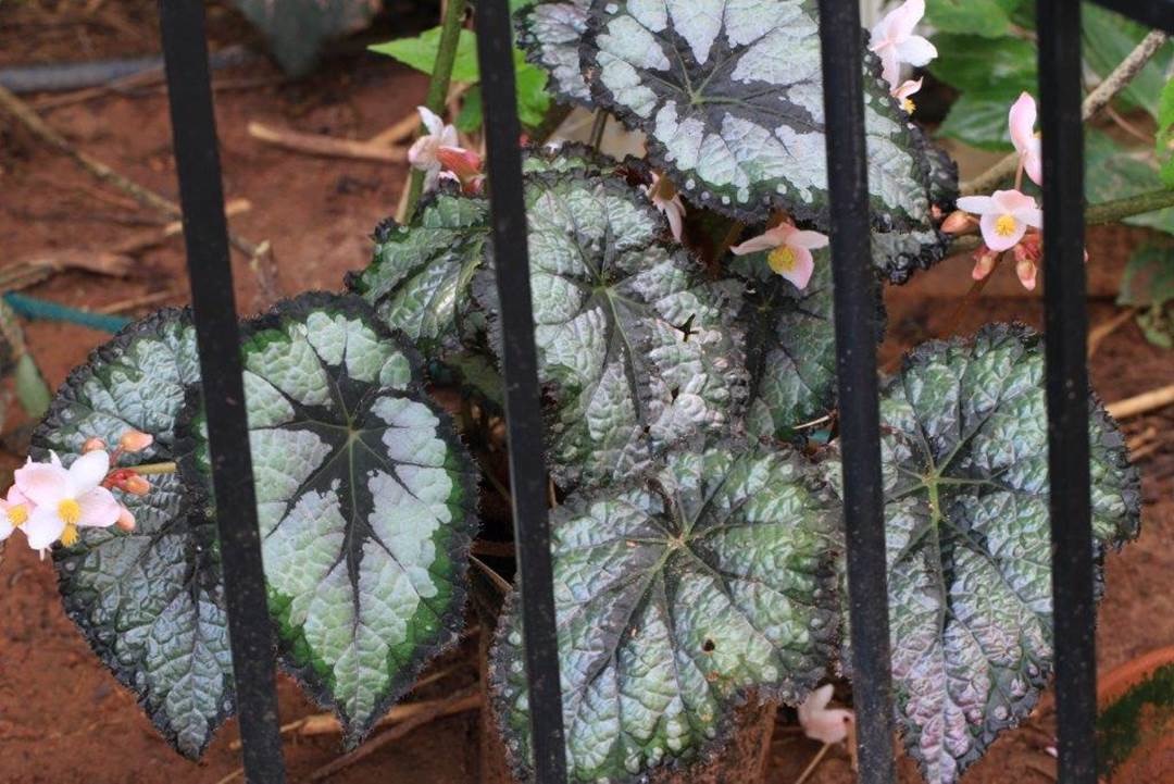 B. ‘Plum Paisley’